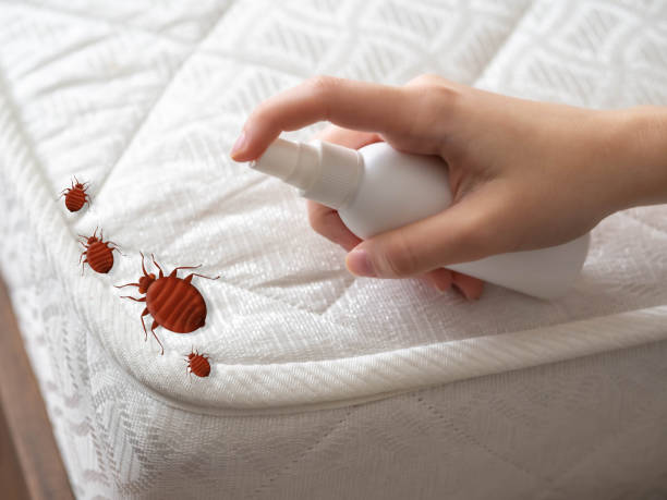 Best Emergency Pest Control  in St Andrews, SC